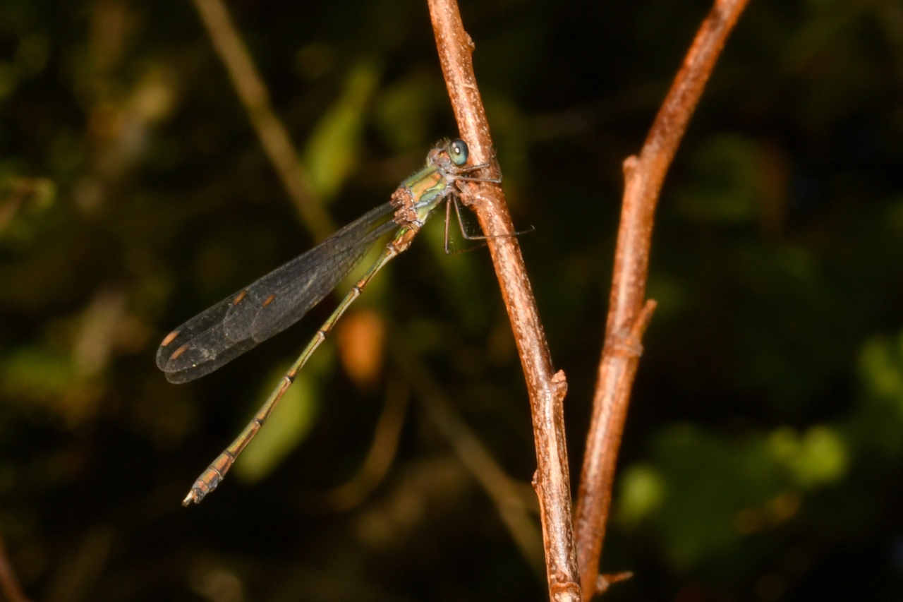 Chalcolestes viridis (Vander Linden, 1825) - Leste vert (femelle)