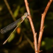 Chalcolestes viridis (Vander Linden, 1825) - Leste vert (femelle)