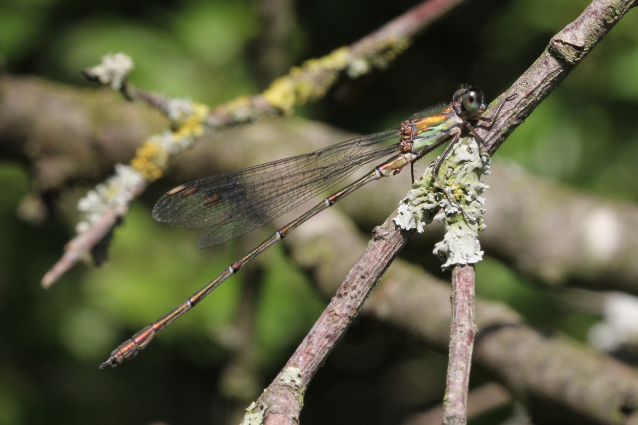 Chalcolestes viridis (Vander Linden, 1825) - Leste vert (mâle)