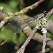 Chalcolestes viridis (Vander Linden, 1825) - Leste vert (mâle)