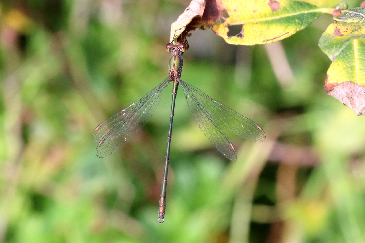 Chalcolestes viridis (Vander Linden, 1825) - Leste vert (mâle)