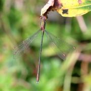 Chalcolestes viridis (Vander Linden, 1825) - Leste vert (mâle)