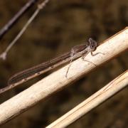 Sympecma fusca (Vander Linden, 1820) - Leste brun, Brunette hivernale (mâle)