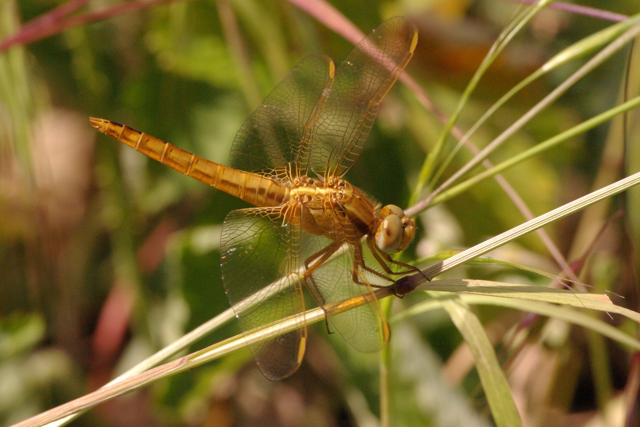 Crocothemis erythraea (Brullé, 1832) - Crocothémis écarlate