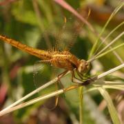 Crocothemis erythraea (Brullé, 1832) - Crocothémis écarlate