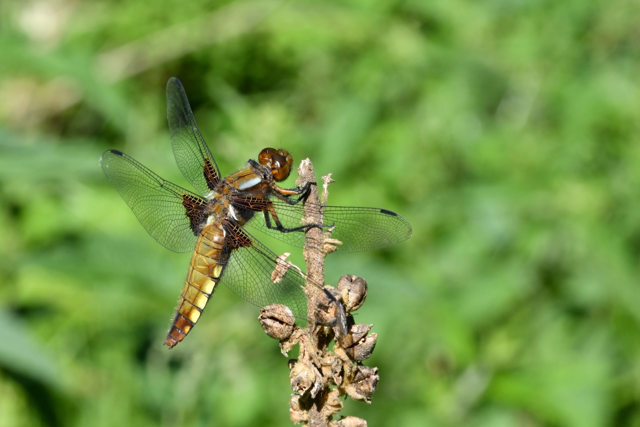 Libellula depressa Linnaeus, 1758 - Libellule déprimée (femelle)