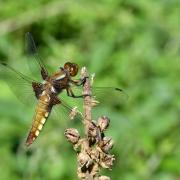 Libellula depressa Linnaeus, 1758 - Libellule déprimée (femelle)