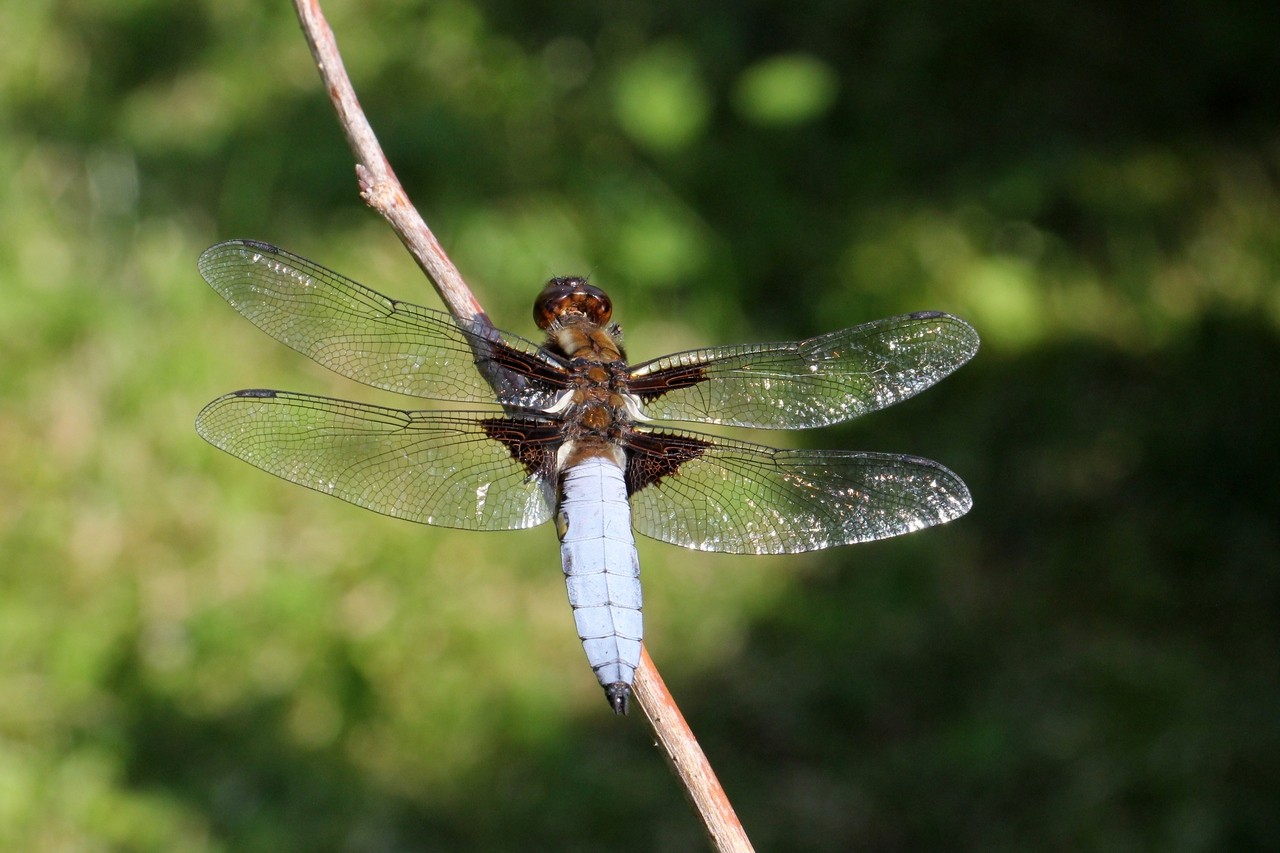 Libellula depressa Linnaeus, 1758 - Libellule déprimée (mâle)