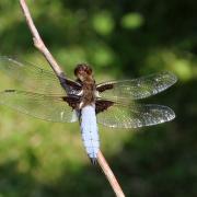 Libellula depressa Linnaeus, 1758 - Libellule déprimée (mâle)