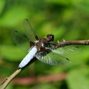 Libellula depressa Linnaeus, 1758 - Libellule déprimée (mâle)