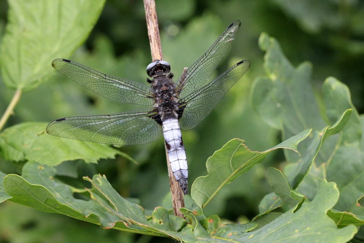 Libellula fulva O.F. Müller, 1764 - Libellule fauve