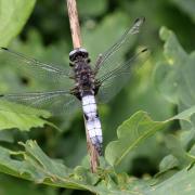 Libellula fulva O.F. Müller, 1764 - Libellule fauve