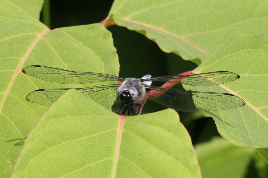 Libellula fulva O.F. Müller, 1764 - Libellule fauve 