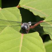 Libellula fulva O.F. Müller, 1764 - Libellule fauve 