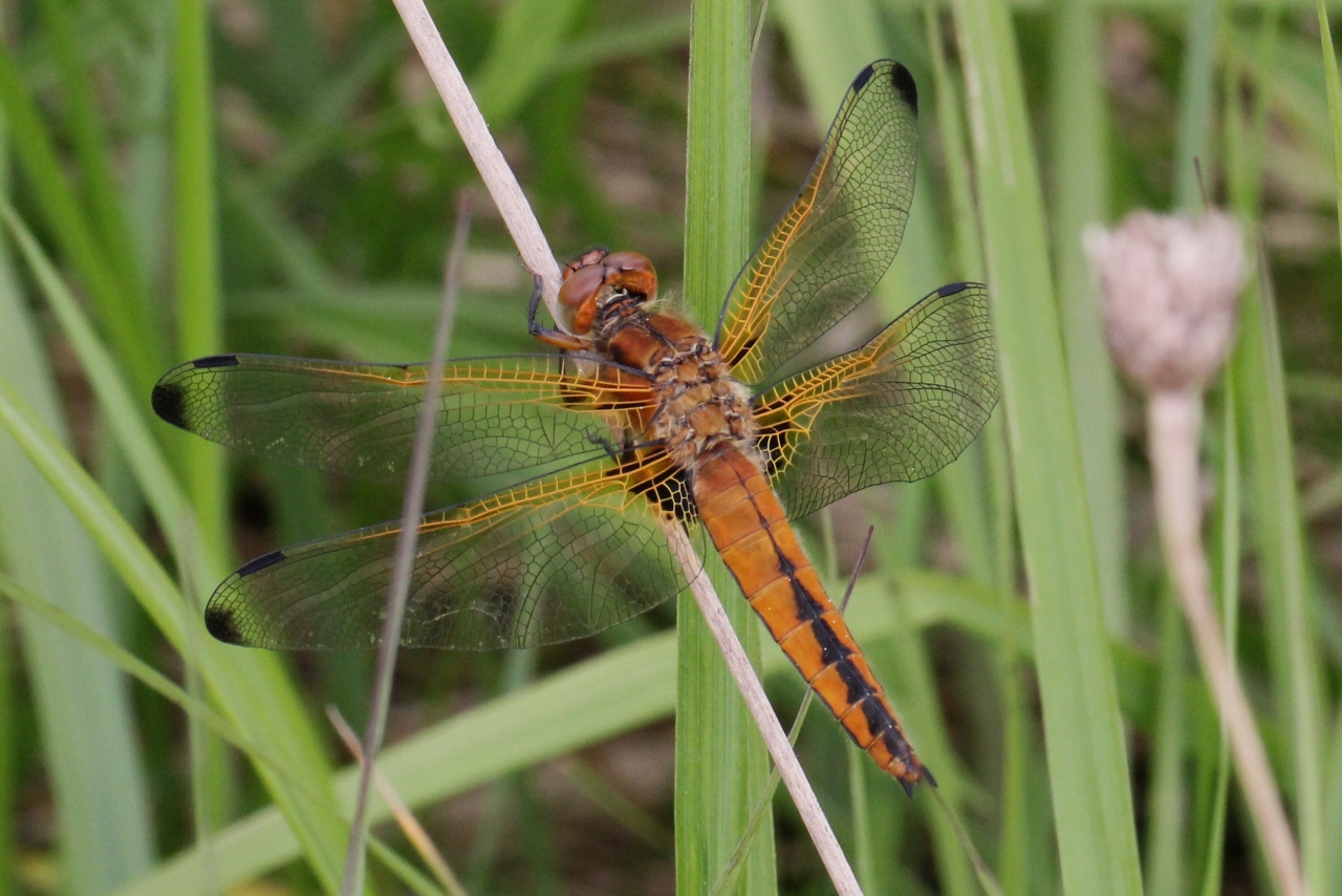 Libellula fulva O.F. Müller, 1764 - Libellule fauve