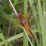 Libellula fulva O.F. Müller, 1764 - Libellule fauve