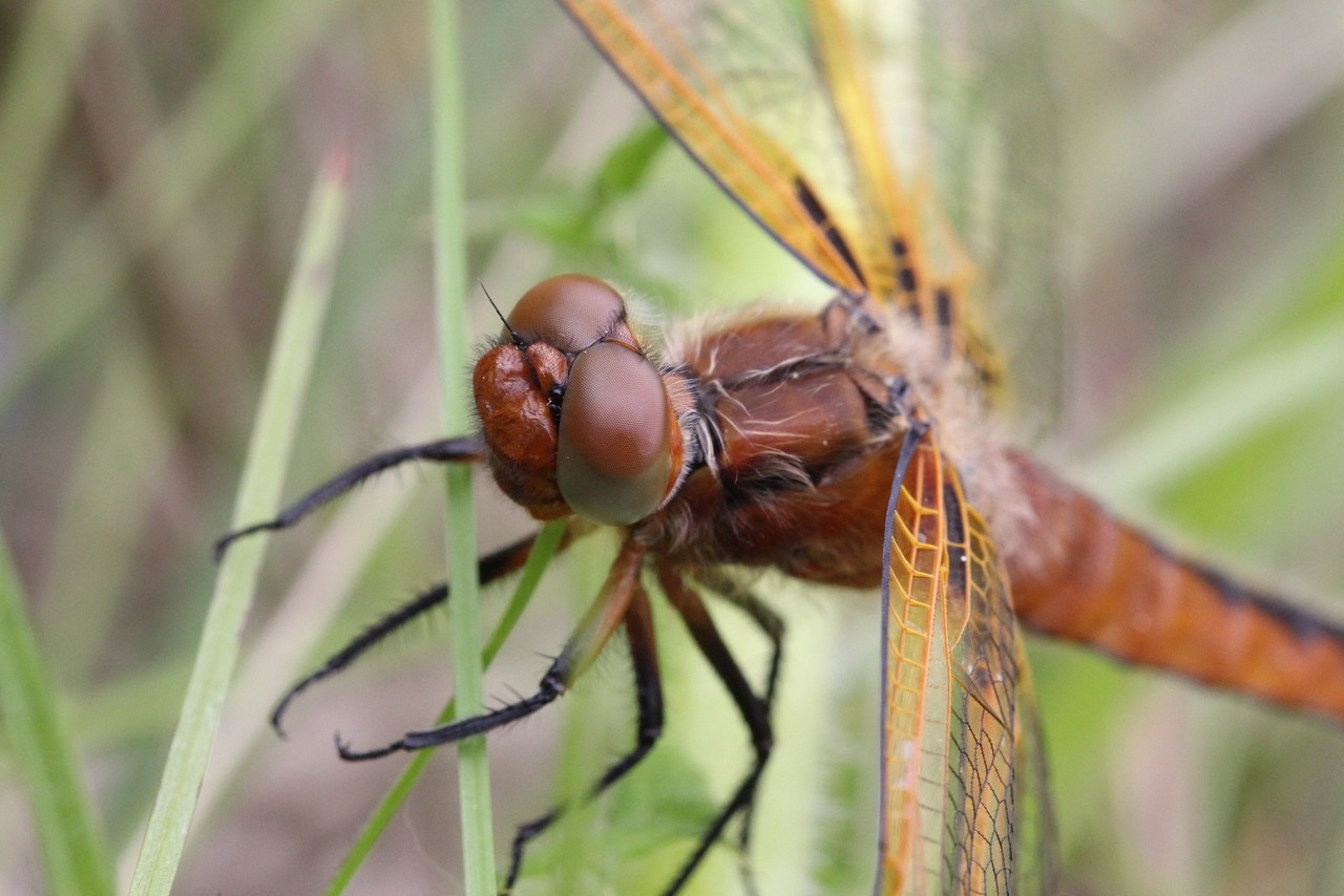 Libellula fulva O.F. Müller, 1764 - Libellule fauve 