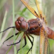 Libellula fulva O.F. Müller, 1764 - Libellule fauve 