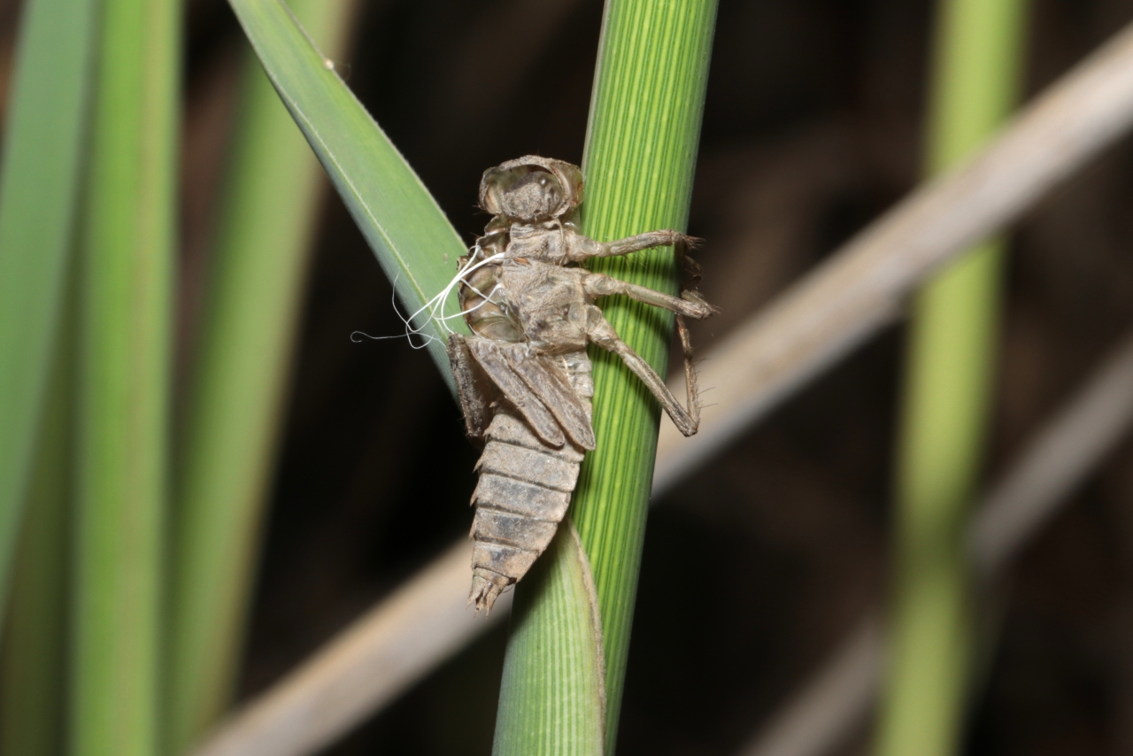 Libellula fulva O.F. Müller, 1764 - Libellule fauve (exuvie)