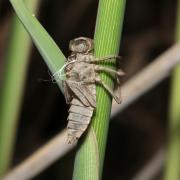 Libellula fulva O.F. Müller, 1764 - Libellule fauve (exuvie)