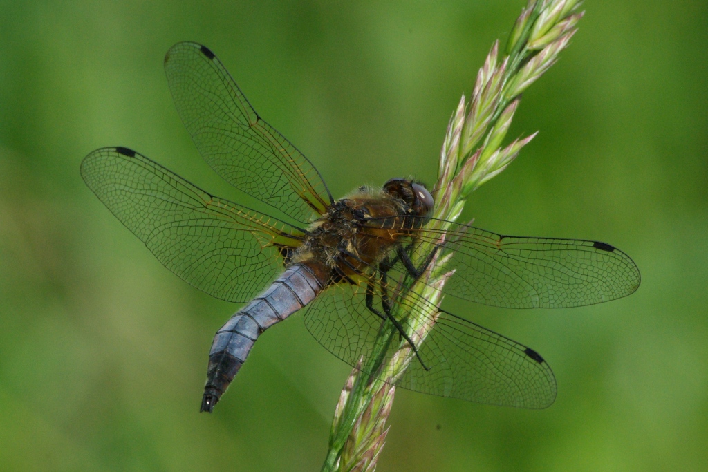 Libellula fulva O.F. Müller, 1764 - Libellule fauve