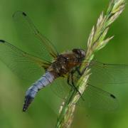 Libellula fulva O.F. Müller, 1764 - Libellule fauve