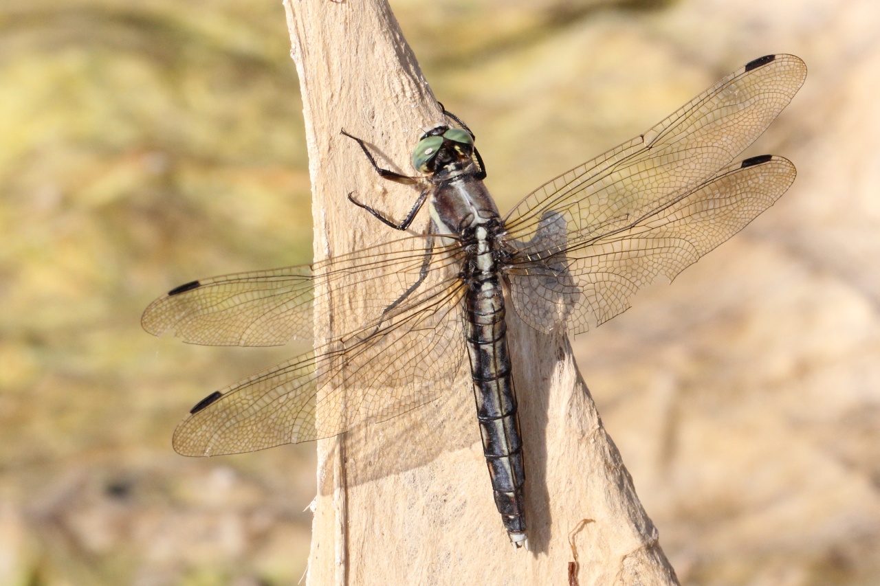 Orthetrum albistylum (Selys, 1848) - Orthétrum à stylets blancs