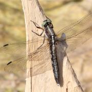 Orthetrum albistylum (Selys, 1848) - Orthétrum à stylets blancs