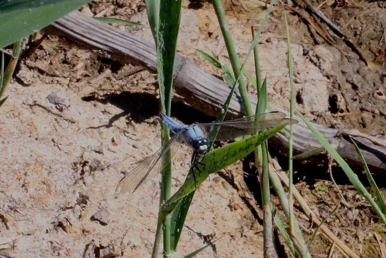 Orthetrum brunneum (Boyer de Fonscolombe, 1837) - Orthétrum brun