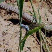 Orthetrum brunneum (Boyer de Fonscolombe, 1837) - Orthétrum brun