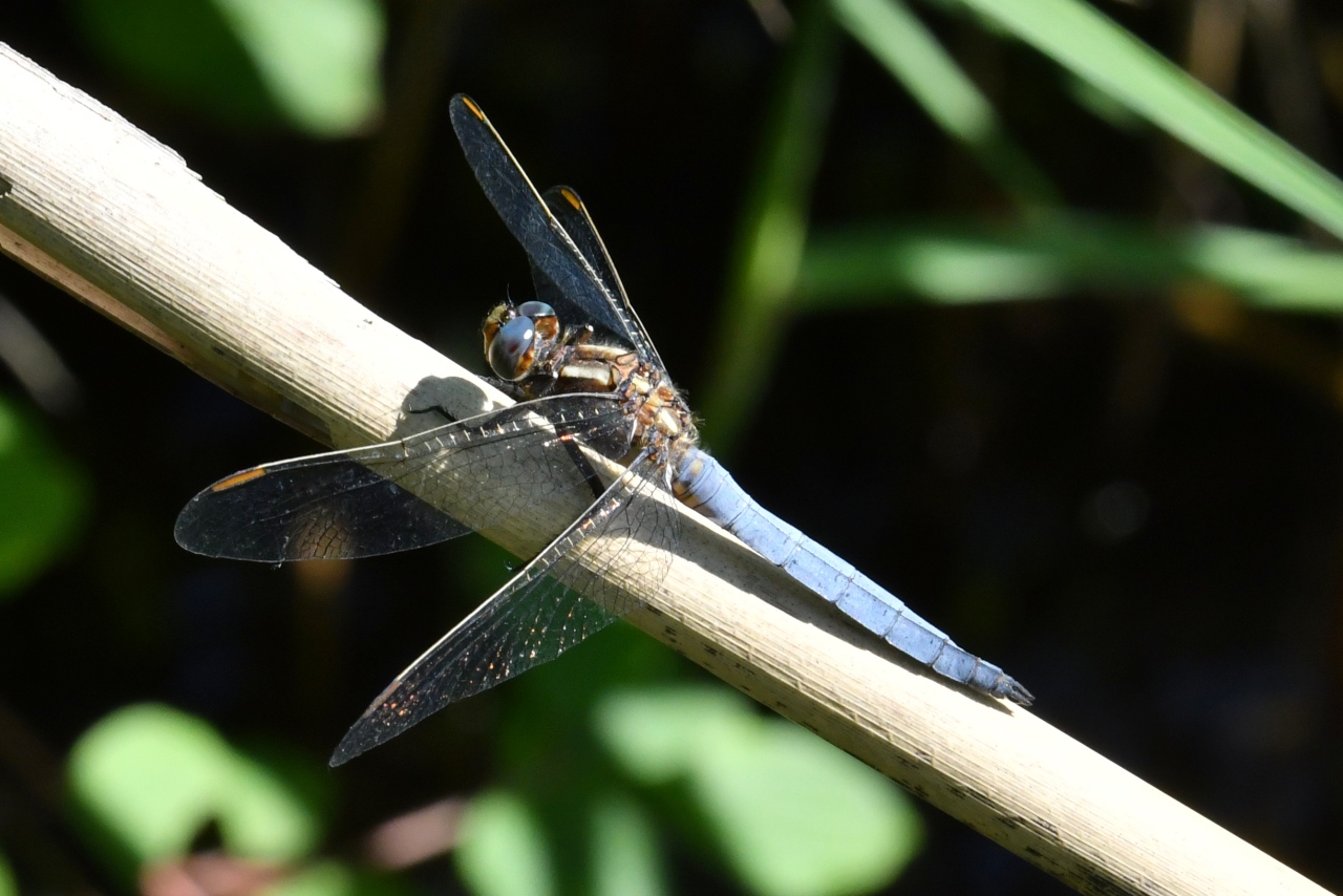 Orthetrum cancellatum (Linnaeus, 1758) - Orthétrum réticulé (mâle)