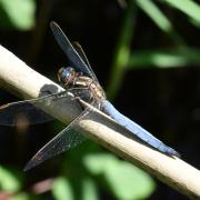 Orthetrum cancellatum (Linnaeus, 1758) - Orthétrum réticulé (mâle)