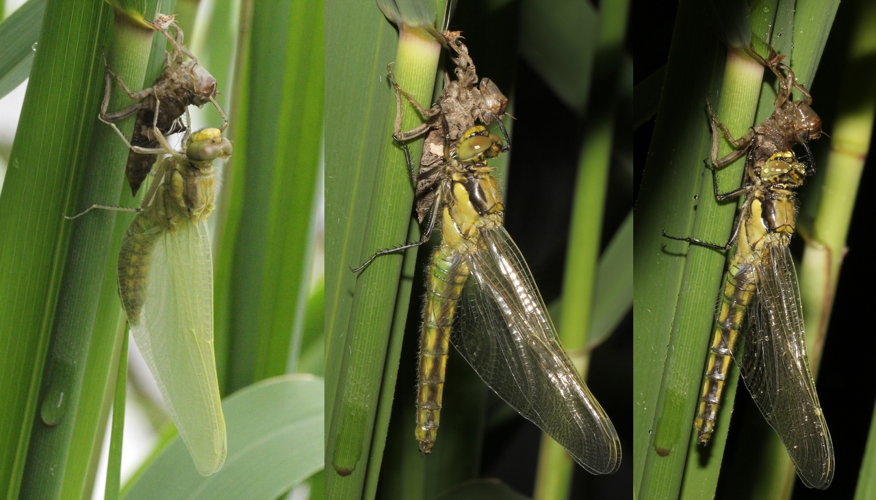 Orthetrum cancellatum (Linnaeus, 1758) - Orthétrum réticulé (émergence)