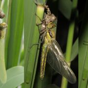 Orthetrum cancellatum (Linnaeus, 1758) - Orthétrum réticulé (émergence)