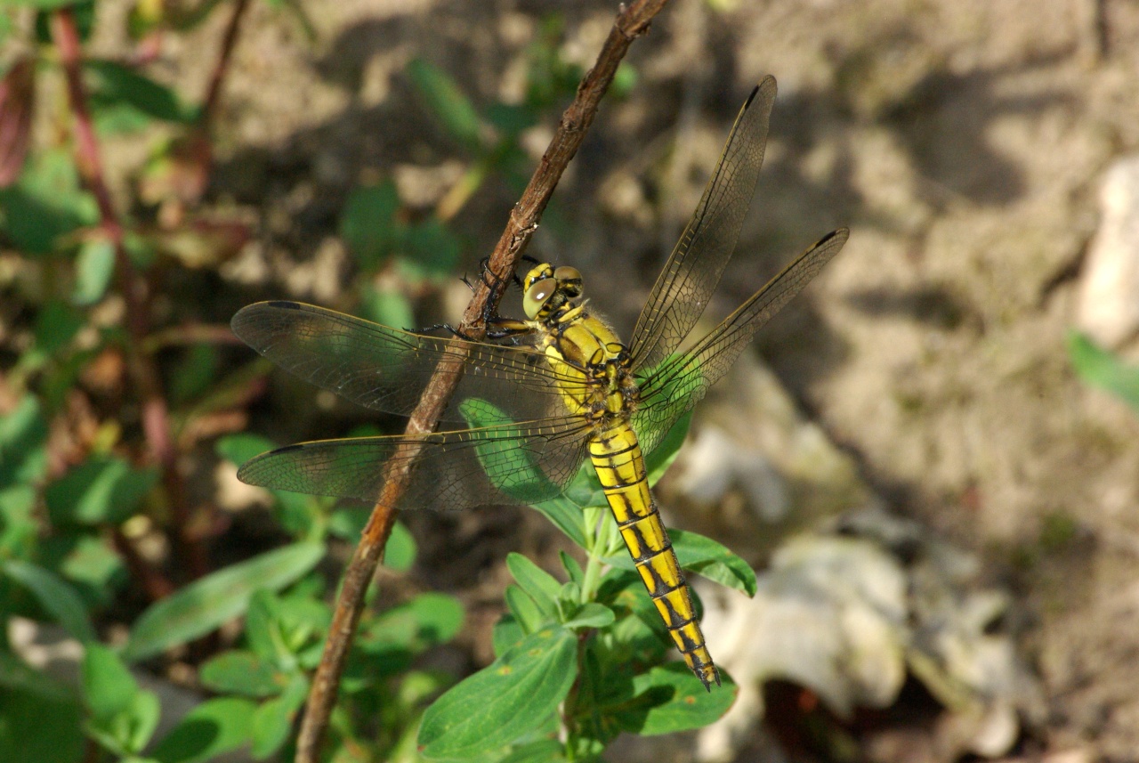 Orthetrum cancellatum (Linnaeus, 1758) - Orthétrum réticulé