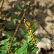 Orthetrum cancellatum (Linnaeus, 1758) - Orthétrum réticulé