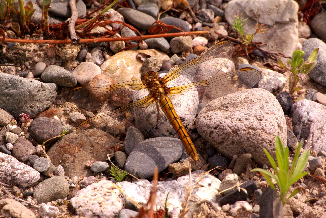 Orthetrum coerulescens (Fabricius, 1798) - Orthétrum bleuissant (femelle immature)