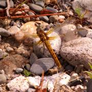 Orthetrum coerulescens (Fabricius, 1798) - Orthétrum bleuissant (femelle immature)