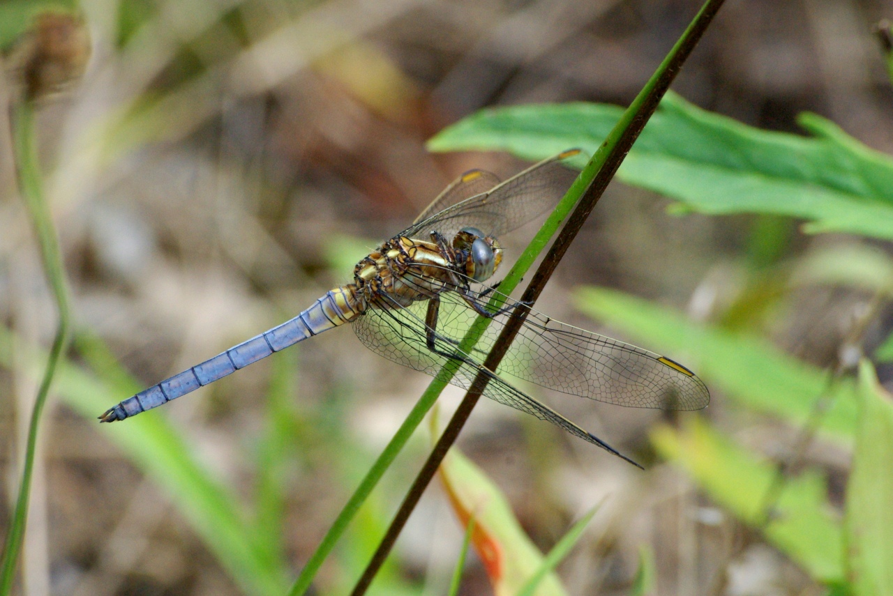 Orthetrum coerulescens (Fabricius, 1798) - Orthétrum bleuissant (mâle)