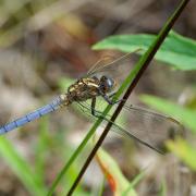 Orthetrum coerulescens (Fabricius, 1798) - Orthétrum bleuissant (mâle)