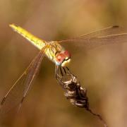 Sympetrum fonscolombii - Sympétrum de Fonscolombe, Sympétrum à nervures rouges