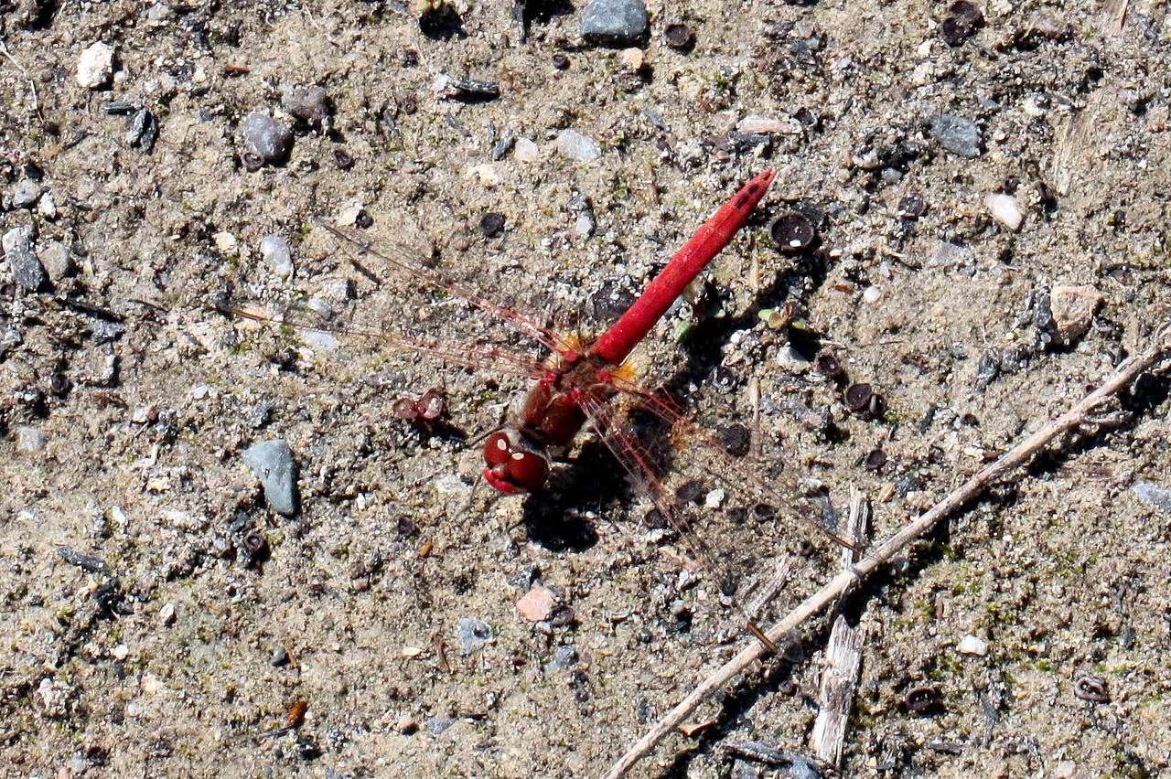 Sympetrum fonscolombii - Sympétrum de Fonscolombe, Sympétrum à nervures rouges 