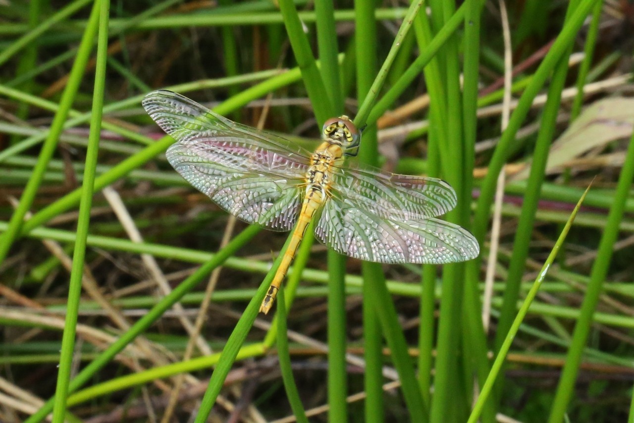 Sympetrum fonscolombii m imm 