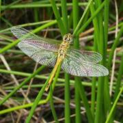 Sympetrum fonscolombii m imm 