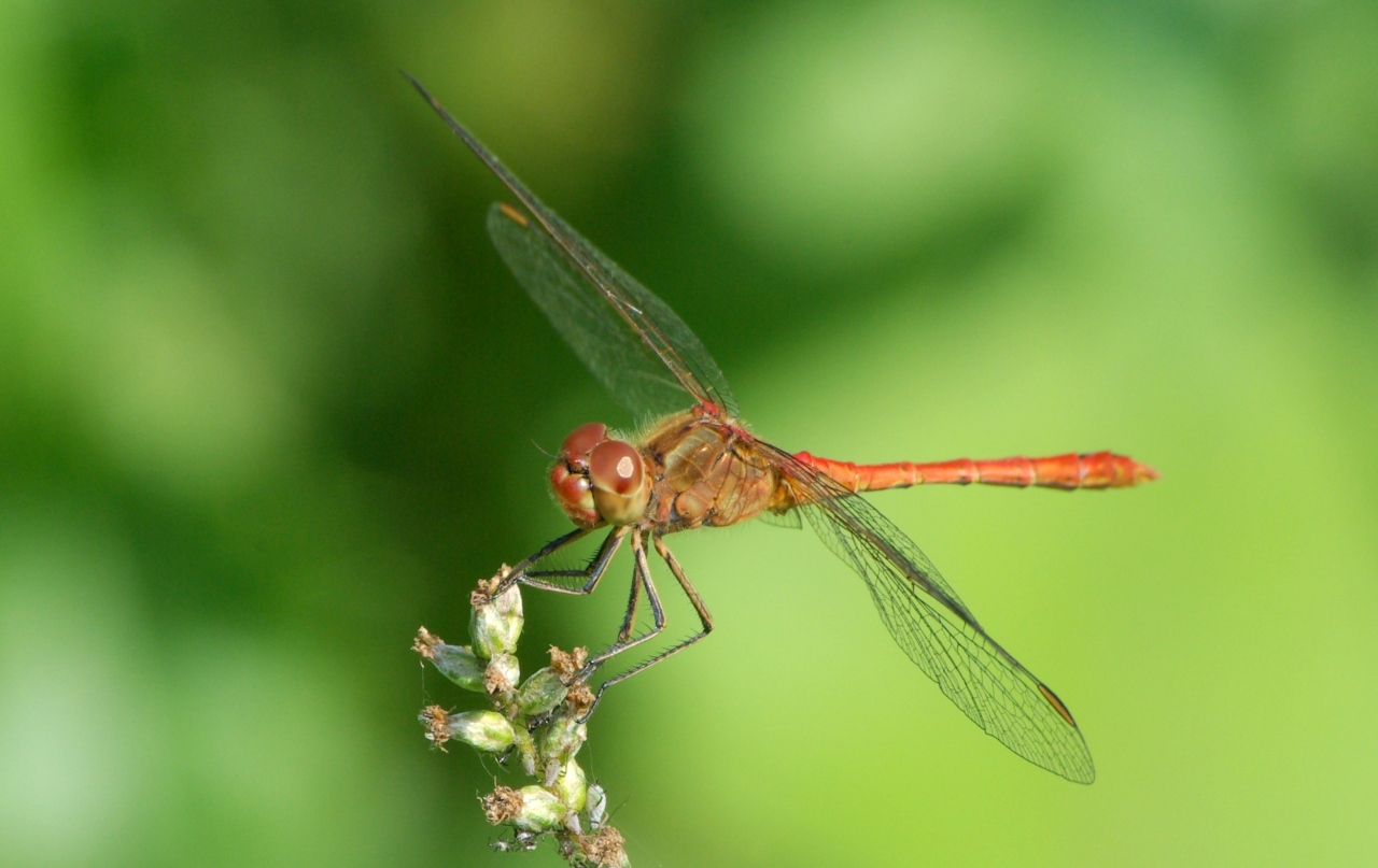 Sympetrum meridionale (Selys, 1841) - Sympétrum méridional