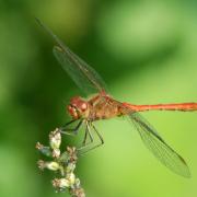 Sympetrum meridionale (Selys, 1841) - Sympétrum méridional