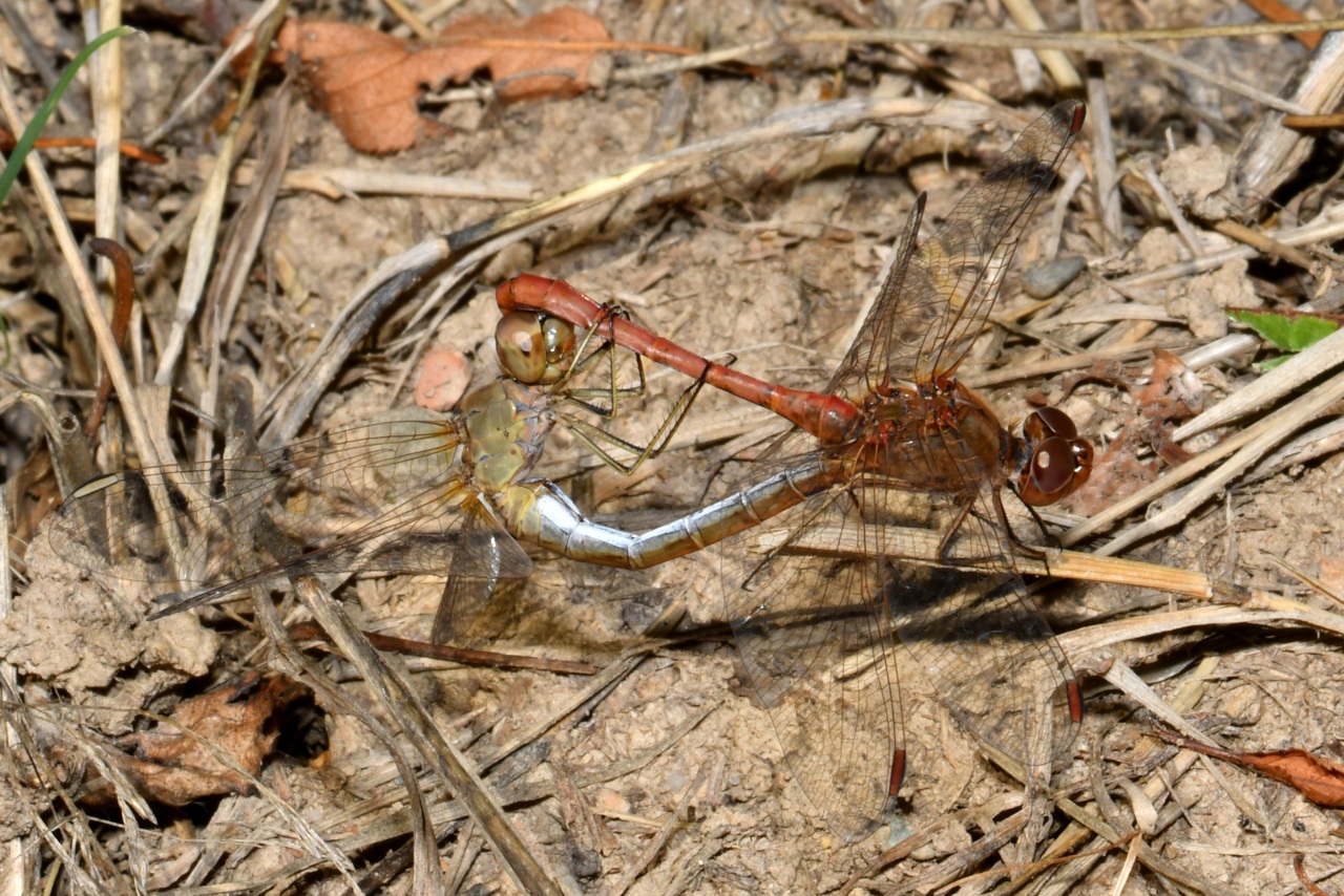 Sympetrum meridionale (Selys, 1841) - Sympétrum méridional (accouplement) 