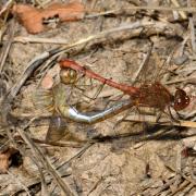 Sympetrum meridionale (Selys, 1841) - Sympétrum méridional (accouplement) 