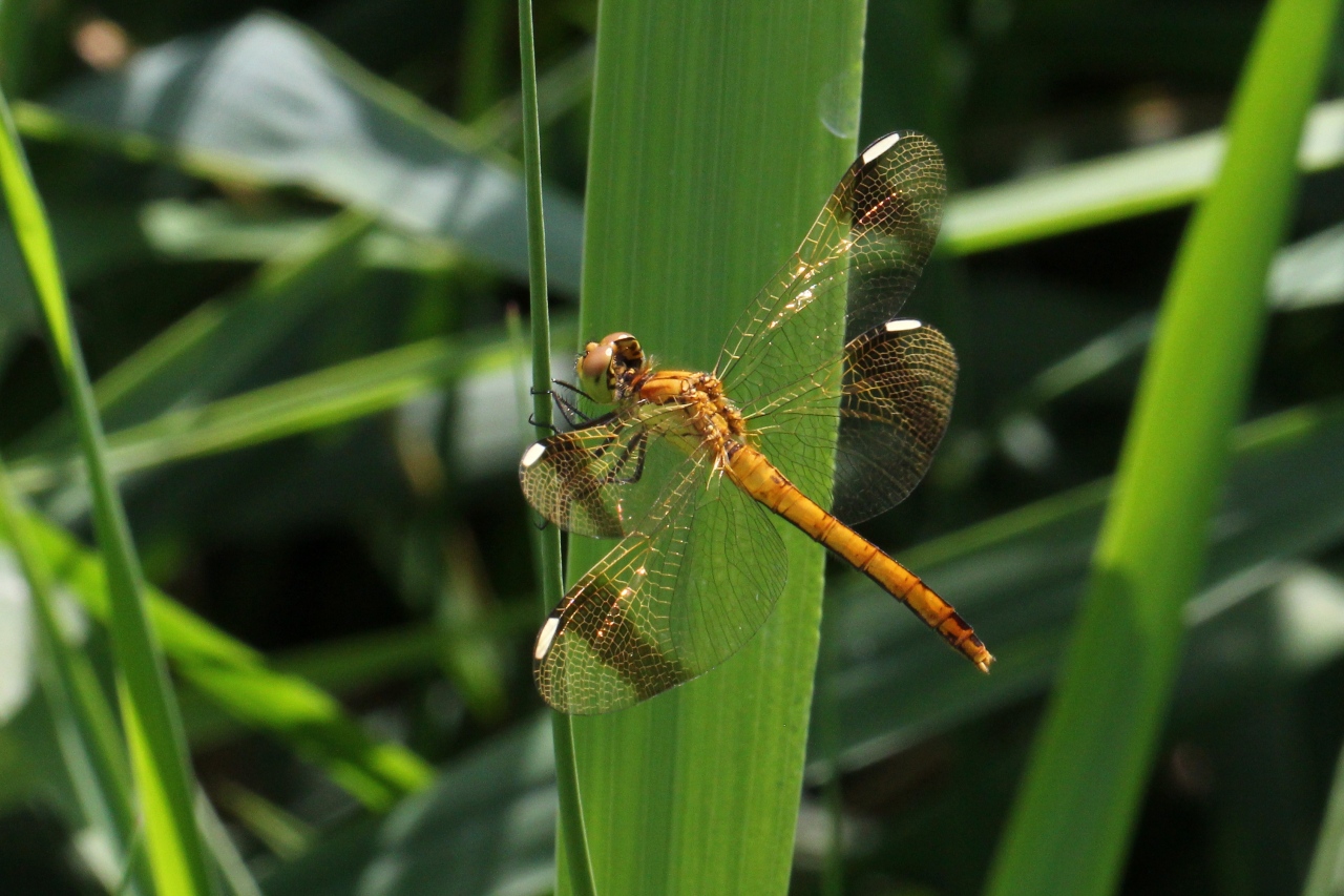 Sympetrum pedemontanum (O.F. Müller in Allioni, 1766) - Sympétrum du Piémont (femelle)