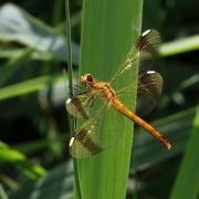 Sympetrum pedemontanum (O.F. Müller in Allioni, 1766) - Sympétrum du Piémont (femelle)